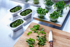 Profi-Kräuter Basilikum